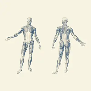 Achilles: Vintage print of the human muscular system from