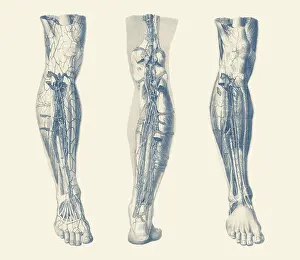 Longus: Vintage print showing three views of the human