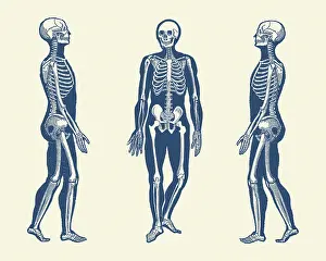 Points: Vintage print - skeleton from multiple vantage points