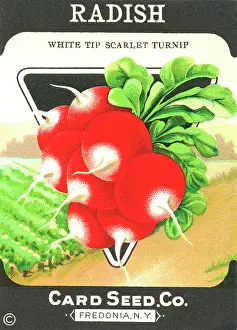 Scarlet: Vintage radish seed packet