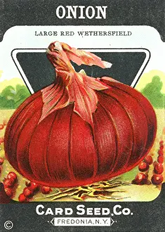 Packets: Vintage red onion seed packet