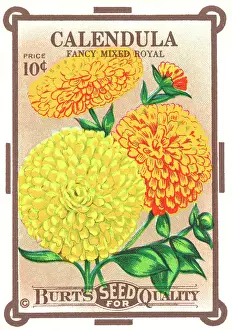 Packets: Vintage seed packet: Calendula
