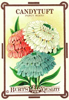 Packets: Vintage seed packet: Candytuft