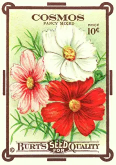 Packets: Vintage seed packet: Cosmos