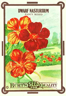 Packets: Vintage seed packet: Dwarf Nasturtium