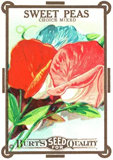 Packets: Vintage seed packet: Sweetpea