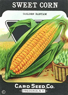 Packets: Vintage sweetcorn seed packet