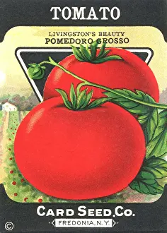 Packets: Vintage tomato seed packet
