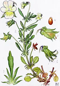 Pansy: Viola arvensis