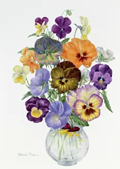 Viola: Viola Group