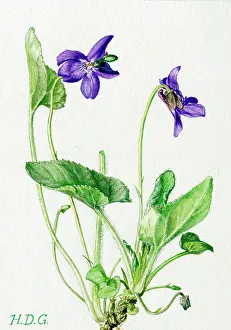 Garside: Viola hirta