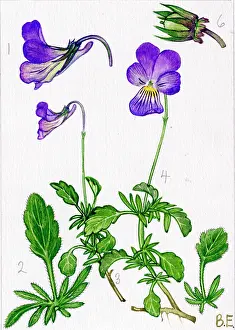 Pansy: Viola lutea