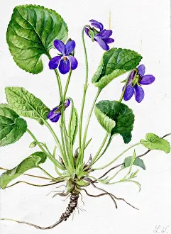 Snelling: Viola odorata