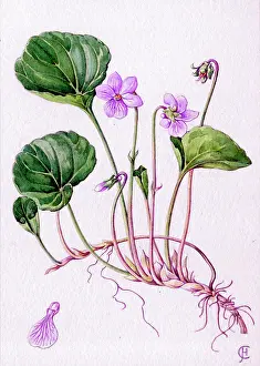 Palustris: Viola palustris