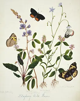 Viola: Viola patrinii and wild flowers