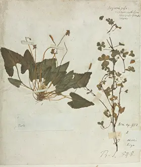 Viola: Viola sp