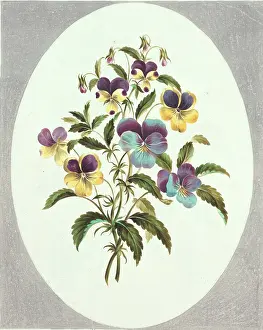 Viola: Viola sp