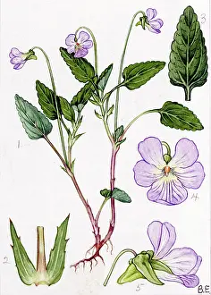 Violaceae: Viola stagnina