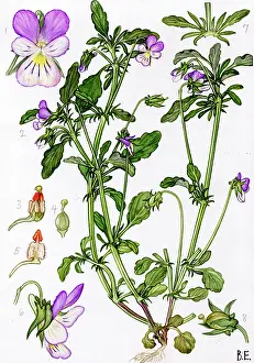 Tricolor: Viola tricolor