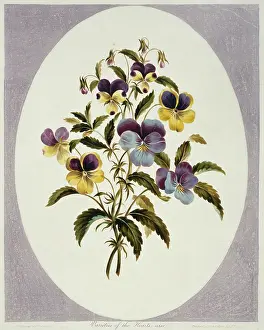 Viola: Viola tricolor, heartsease