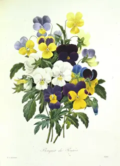 Fleurs: Viola tricolor, pansy