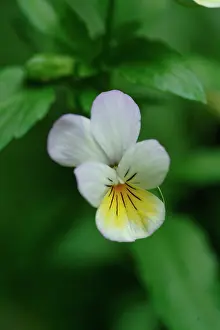 Viola: Viola tricolor, wild pansy
