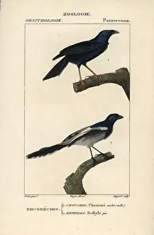 Guyard: Violaceous crow, Corvus violaceus, and magpie