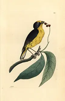Miscellany: Violaceous euphonia, Euphonia violacea