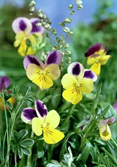 Viola: Violas