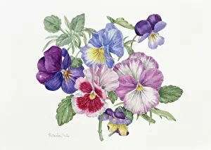 Violas: Violas