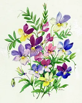 Violas