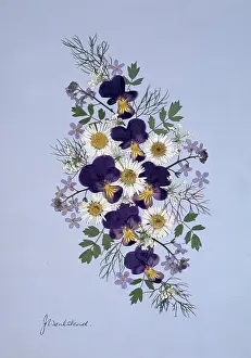 Violas: Violas, Daisies and Forget-me-nots