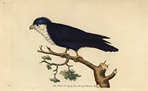 Lorikeet: Violet or blue lorikeet, Vini peruviana