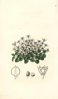 Lindley: Violet cress, Cochlearia acaulis