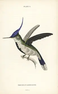 Plovercrest: Violet-crested plovercrest, Stephanoxis lalandi loddigesii