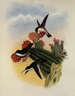 Cacti: Violet-Crown, Cyanomyia Violiceps
