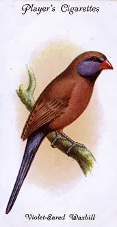 Eared: Violet-Eared Waxbill