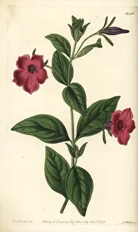 Petunia: Violet-flowered petunia, Petunia integrifolia