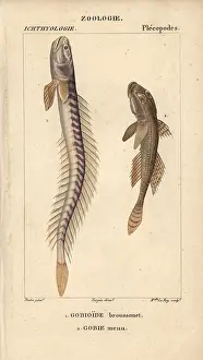 Minutus: Violet goby or Broussonet's goby, Gobioides