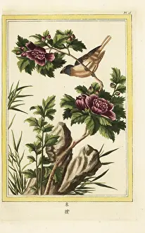 Arbre: Violet hibiscus, Hibiscus syriacus