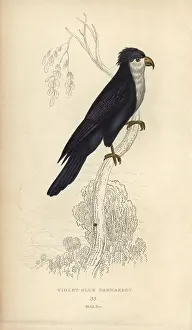 Florilegius Collection: Violet lorikeet, Vini peruviana Vulnerable