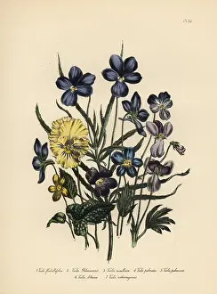 Humphreys: Violet species