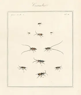 Cerambyx: Violet tanbark, timberman, longhorn beetles, etc