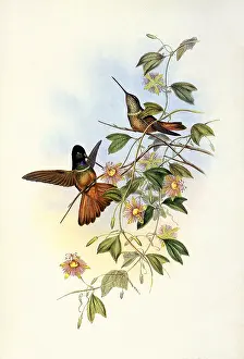 Twig: Violet-Throated Star-Frontlet, Helianthea Violifera