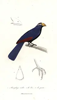 Plantain: Violet turaco, Musophaga violacea