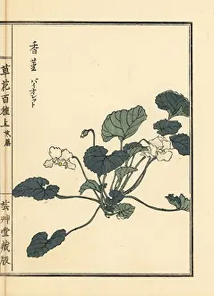 Yamada: Violet, Viola mandshurica