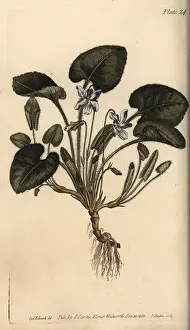 Odorata: Violet, Viola odorata