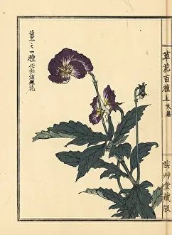 Yamada: Violet, Viola species