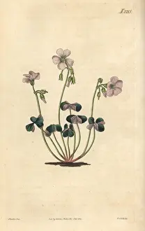 Oxalis: Violet wood-sorrel, Oxalis violacea