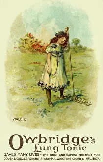 Owbridge: Violets